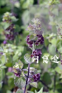 网贷逾期一直不接电话后果 网贷逾期一直不接电话后果