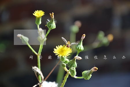 网贷逾期一直催收怎么办 网贷逾期一直催收怎么办