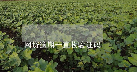 网贷逾期一直收验证码