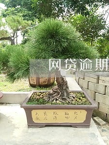 网贷逾期一直没还会怎样 网贷逾期一直没还会怎样