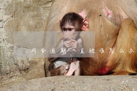 网贷逾期一直被催怎么办 网贷逾期一直被催怎么办