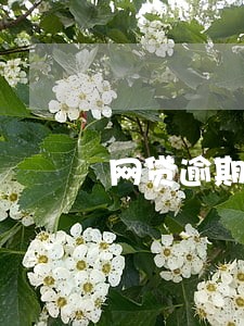 网贷逾期一直骚扰怎么办 网贷逾期一直骚扰怎么办