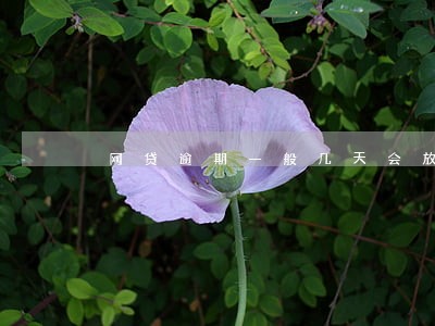网贷逾期一般几天会放弃 网贷逾期一般几天会放弃