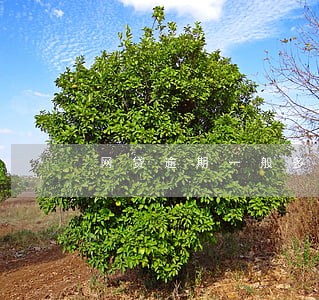 网贷逾期一般多久可以仲裁 网贷逾期一般多久可以仲裁