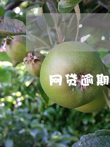 网贷逾期一蹶不振 网贷逾期一蹶不振