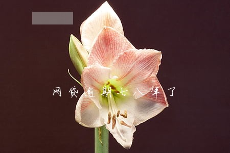 网贷逾期七八年了 网贷逾期七八年了