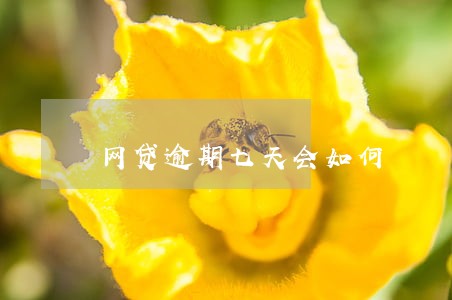 网贷逾期七天会如何 网贷逾期七天会如何