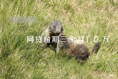网贷逾期三个月10万 网贷逾期三个月10万