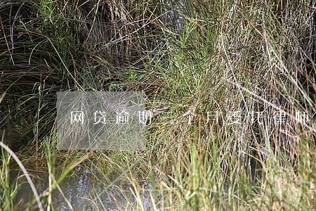 网贷逾期三个月委托律师怎么谈 网贷逾期三个月委托律师怎么谈
