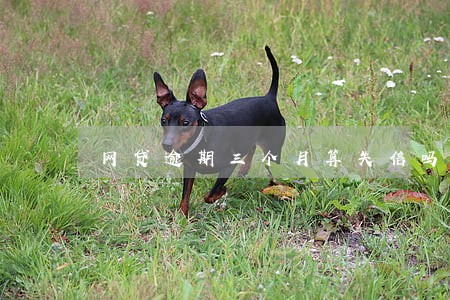 网贷逾期三个月算失信吗 网贷逾期三个月算失信吗