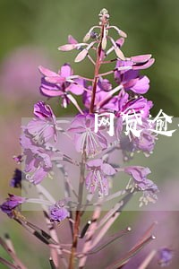 网贷逾期三四万怎么强制