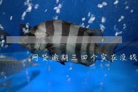 网贷逾期三四个实在没钱还了 网贷逾期三四个实在没钱还了