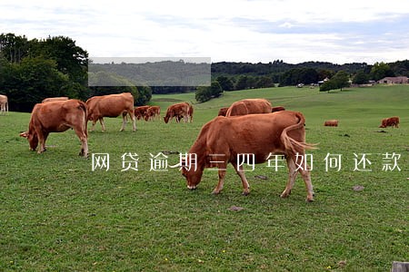网贷逾期三四年如何还款