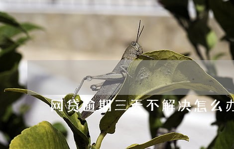 网贷逾期三天不解决怎么办 网贷逾期三天不解决怎么办