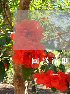 网贷逾期三天要还全款 网贷逾期三天要还全款