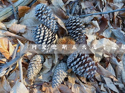 网贷逾期三天还了还能借吗