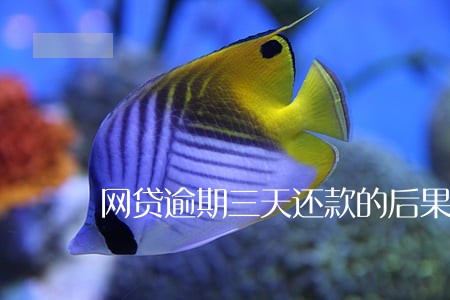 网贷逾期三天还款的后果
