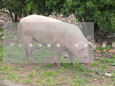 网贷逾期三年后上征信合理吗 网贷逾期三年后上征信合理吗