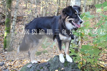 网贷逾期三年是不是要起诉了 网贷逾期三年是不是要起诉了
