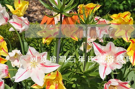 网贷逾期三年还能房贷吗 网贷逾期三年还能房贷吗