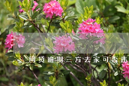 网贷逾期三方去家可否违法 网贷逾期三方去家可否违法