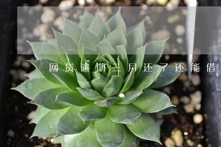 网贷逾期三月还了还能借吗 网贷逾期三月还了还能借吗
