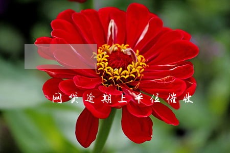 网贷逾期上单位催收