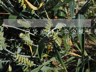 网贷逾期上学会被限制吗 网贷逾期上学会被限制吗