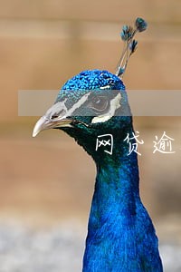 网贷逾期上征信了可以车贷吗 网贷逾期上征信了可以车贷吗
