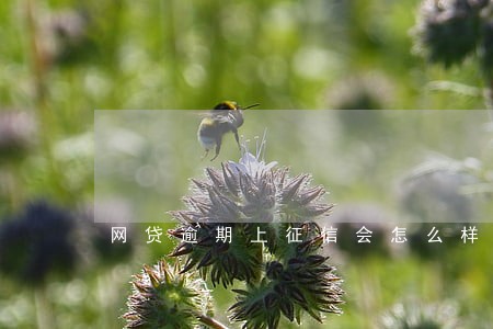 网贷逾期上征信会怎么样 网贷逾期上征信会怎么样