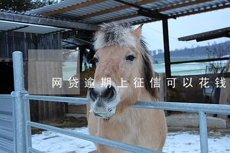 网贷逾期上征信可以花钱消除 网贷逾期上征信可以花钱消除