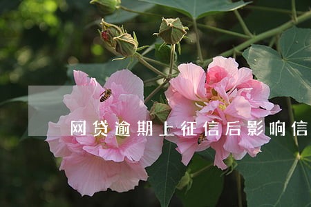 网贷逾期上征信后影响信用卡吗