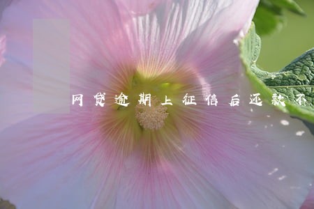 网贷逾期上征信后还款不成功 网贷逾期上征信后还款不成功