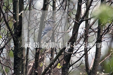 网贷逾期上征信影响吗 网贷逾期上征信影响吗