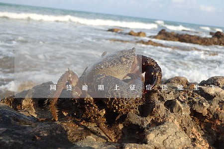 网贷逾期上征信还能坐飞机吗 网贷逾期上征信还能坐飞机吗