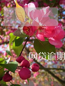 网贷逾期上法院是否只还本金 网贷逾期上法院是否只还本金