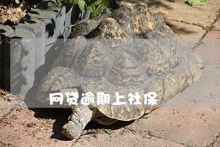 网贷逾期上社保 网贷逾期上社保