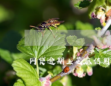 网贷逾期上芝麻信用 网贷逾期上芝麻信用