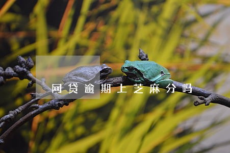 网贷逾期上芝麻分吗 网贷逾期上芝麻分吗
