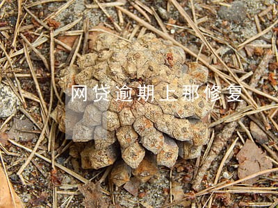 网贷逾期上那修复 网贷逾期上那修复