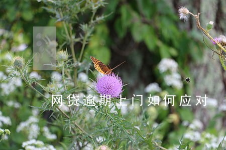 网贷逾期上门如何应对 网贷逾期上门如何应对