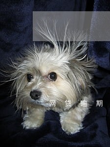 网贷逾期上门怎么解决 网贷逾期上门怎么解决
