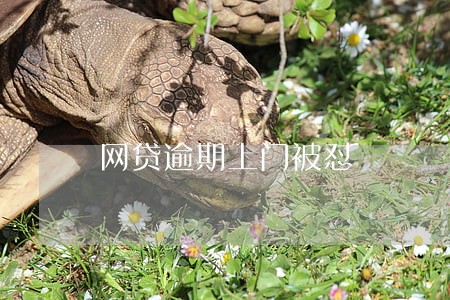 网贷逾期上门被怼 网贷逾期上门被怼