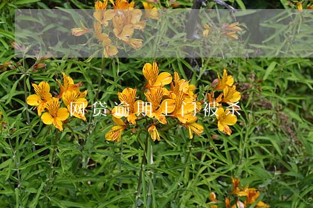 网贷逾期上门被杀