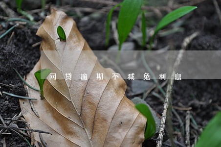 网贷逾期不减免利息 网贷逾期不减免利息
