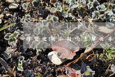 网贷逾期不同场景解决方法 网贷逾期不同场景解决方法