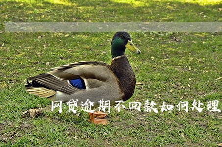 网贷逾期不回款如何处理 网贷逾期不回款如何处理