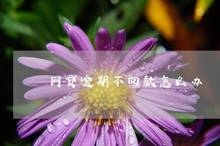 网贷逾期不回款怎么办 网贷逾期不回款怎么办
