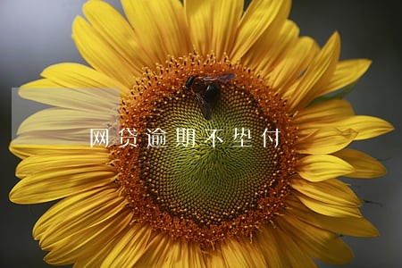 网贷逾期不垫付 网贷逾期不垫付