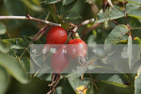 网贷逾期不应诉 网贷逾期不应诉